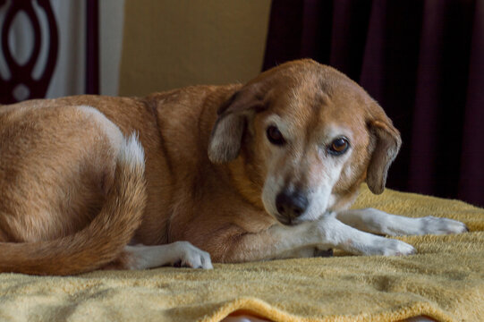 dog, animales, mascotas, perritos