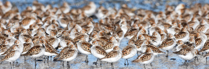 A flock of Western Sandpipers gathers along the Alaskan coast during spring migration. - obrazy, fototapety, plakaty