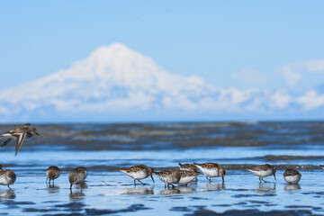 A flock of Western Sandpipers gathers along the Alaskan coast during spring migration.