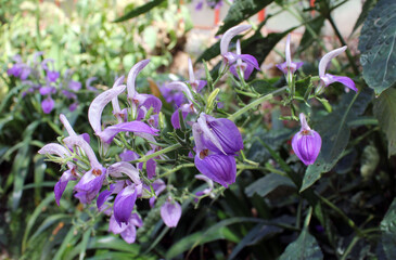 Fototapeta premium Fleurs violettes