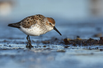 A Western Sandpiper feeds on the mudflats in Kachemak Bay during the their annual spring migration.
