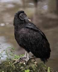 Black Vulture bird stock photo.  Black Vulture close up profile view showing its head, eye, beak and black plumage in its environment and surrounding with a blur background 