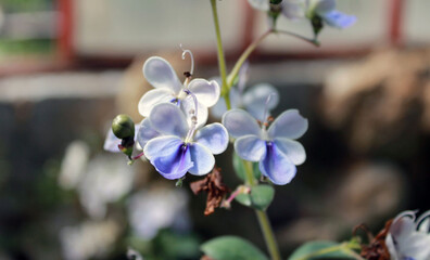 Fleurs bleues © CenedraBarak