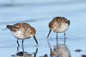 A Western Sandpiper feeds on the mudflats in Kachemak Bay during the their annual spring migration.