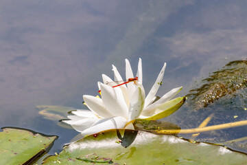 睡蓮の花とベニイトトンボ　聖光寺・二千年ハス池　佐賀県多久市　Water lily flower and Red Damselfly Saga-ken Taku city © M・H