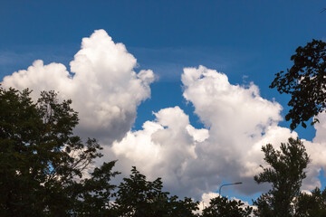 Obraz premium Crowns of trees against a background of cumulus clouds.