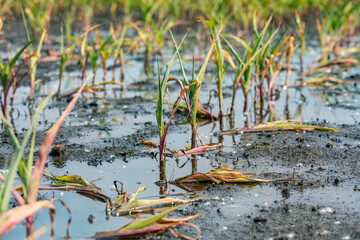 Corn plants with yellow leaves and dying in flooded cornfield due to standing water and flooding. Concept of crop damage due to weather, yield loss, crop insurance claim and payment