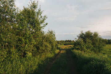 Landscape at sunset. A field road.