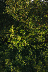 Landscape at sunset. Densely overgrown trees