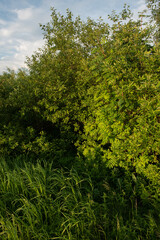 Fototapeta premium Landscape at sunset. Densely overgrown trees
