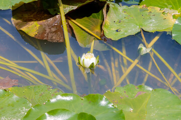 睡蓮の花　(ツボミ)　聖光寺・二千年ハス池　佐賀県多久市　Water lily...