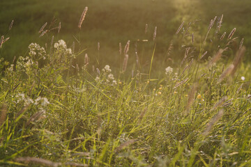 On the field at sunset.