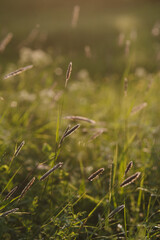 On the field at sunset.