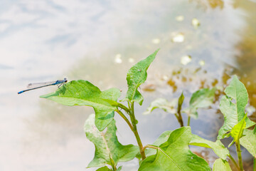 クロイトトンボ　Damselfly