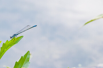 クロイトトンボ　Damselfly © M・H