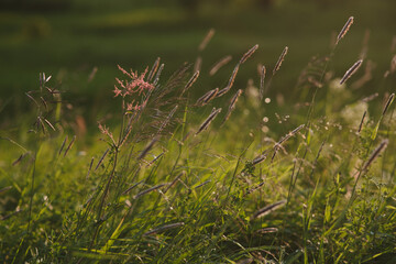 On the field at sunset.