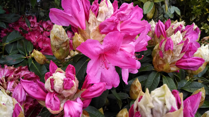 Rhododendron 'Van'
