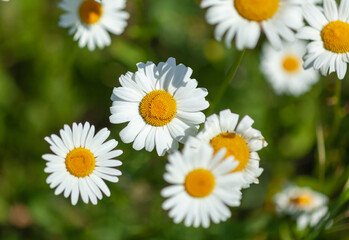 white daisies close-up, used as a background or texture