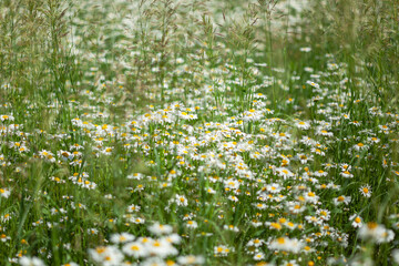 lots of white daisies in the field, use as background or texture