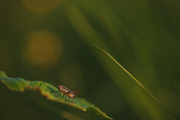 A grasshopper on the field close up.