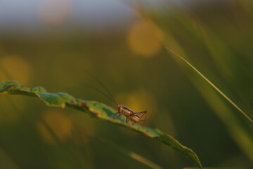 A grasshopper on the field close up.