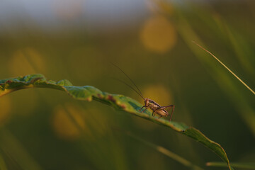 A grasshopper on the field close up.