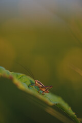A grasshopper on the field close up.