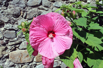 Fototapeta premium Fleur d'hibiscus