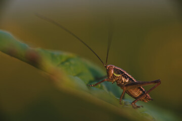 A grasshopper on the field close up.