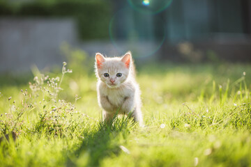 Cute brown Scottish kitten walking and playing on lawn in park in morning. Fresh and lovely....