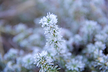 Snowy plants
