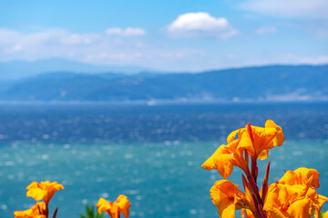 【南国イメージ】海辺に咲く鮮やかな花