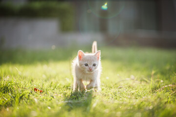 Cute brown Scottish kitten walking and playing on lawn in park in morning. Fresh and lovely. Scottish kitten mixed with Thai cat. cute and naughty of kitten or cat concept. pet animal. Cat crossbreed