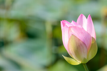 蓮の花（二千年ハス）千栗土居公園　佐賀県みやき町　
Lotus flower Chirikudoi Park Saga-ken Miyaki town