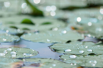 水玉　マクロ　蓮の葉　聖光寺・二千年ハス池　佐賀県多久市　 Water drop...