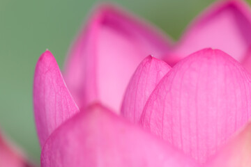 Fototapeta premium 蓮の花（二千年ハス）千栗土居公園 佐賀県みやき町 Lotus flower Chirikudoi Park Saga-ken Miyaki town