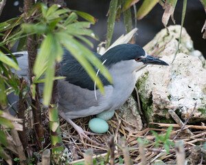 Black crowned Night-heron bird. Black crowned Night-heron eggs.  Black Crowned Night Heron Bird Stock Photos