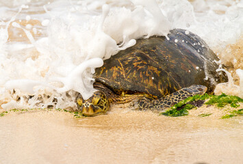 A green sea turtle is making its way up the beach on the north Shore of the island of Oahu, Hawaii,...
