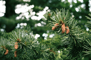 Little cones on spruce