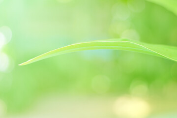 Closeup of Nature view of green leaves that have been eaten by a worm on blurred greenery background in forest. Leave space for letters, Focus on leaf and shallow depth of field.