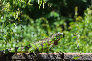 Peaceful green iguana on outdoor fence