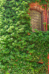 Fragment of a wall overgrown with maiden grapes