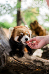 Red Panda Eating