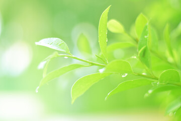 Closeup of Nature view of green leaves on blurred greenery background in forest. Focus on leaf and shallow depth of field.