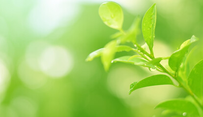 Closeup of Nature view of green leaves on blurred greenery background in forest. Focus on leaf and shallow depth of field.
