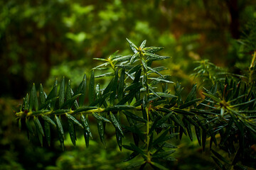 Vegetación mojada por la lluvia que deja gotas sobre ellas