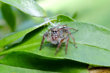 spider on leaf