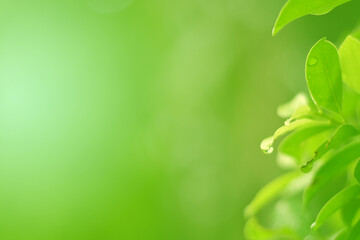 Closeup of Nature view of green leaves on blurred greenery background in forest. Focus on leaf and shallow depth of field.