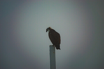 Perched Osprey