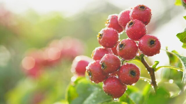 Closeup of ripe hawthorn with water drops, red fruit in branch, Chinese haw